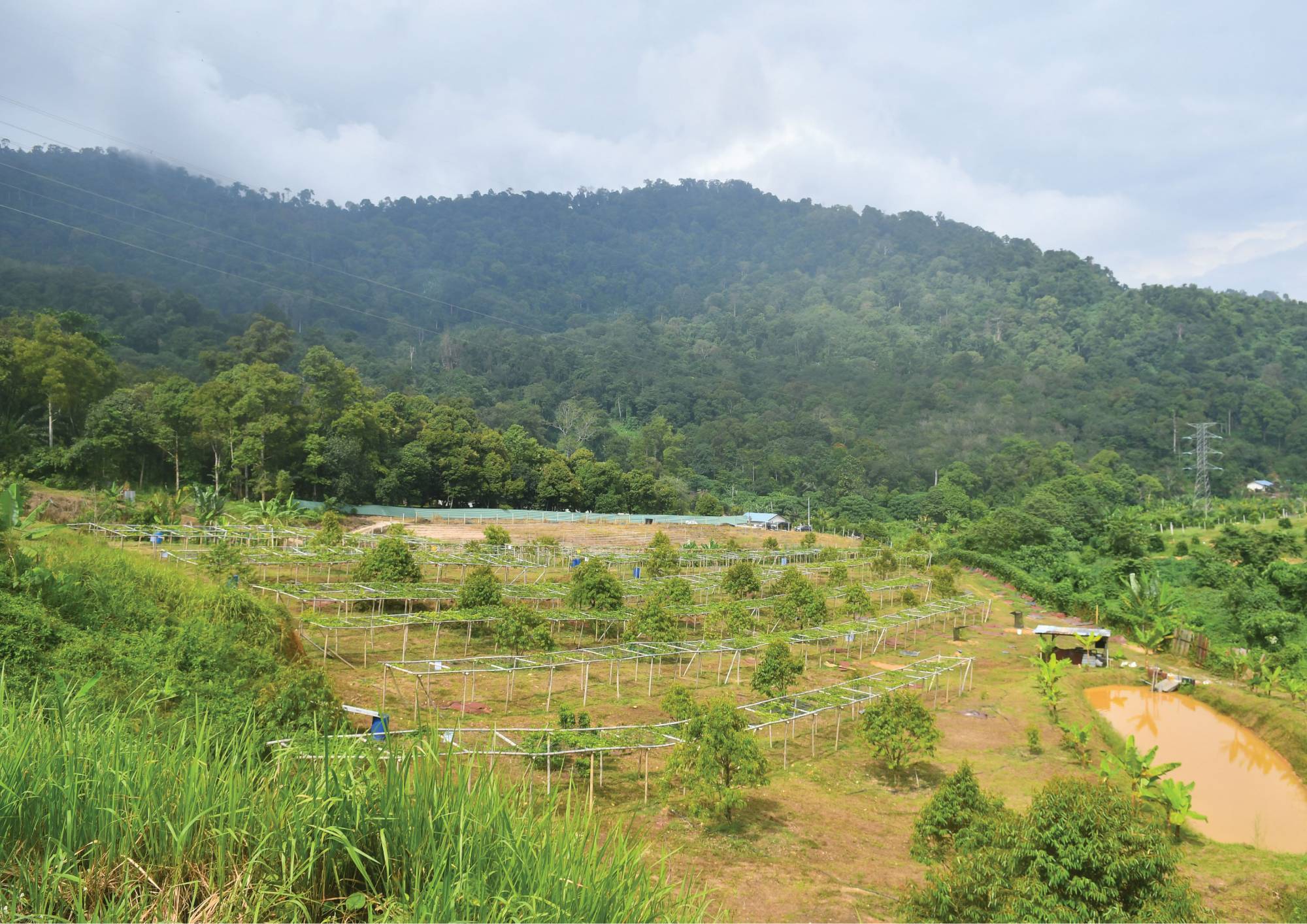 All-In-One Management Plantation 
